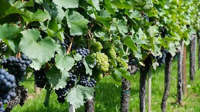 Bed & Breakfast Antica Cascina B&B Borghetto Lodigiano